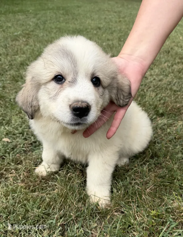 Pink Girl  – Anatolian Shepherd Dog, Great Pyrenees puppy for sale in Blacksburg, VA