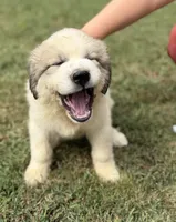 Brown girl , a female Anatolian Shepherd Dog and Great Pyrenees for sale in Blacksburg, VA – 3 of 5