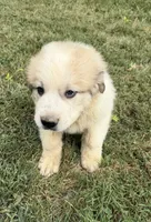 Black Boy, a male Anatolian Shepherd Dog and Great Pyrenees for sale in Blacksburg, VA – 3 of 4
