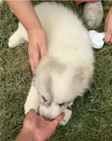 Pink Girl , a female Anatolian Shepherd Dog and Great Pyrenees for sale in Blacksburg, VA – 2 of 4