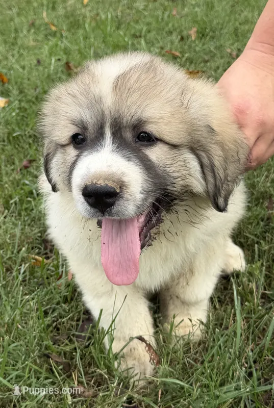 Purple Boy – Anatolian Shepherd Dog, Great Pyrenees puppy for sale in Blacksburg, VA