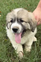 Purple Boy, a male Anatolian Shepherd Dog and Great Pyrenees for sale in Blacksburg, VA – 1 of 6