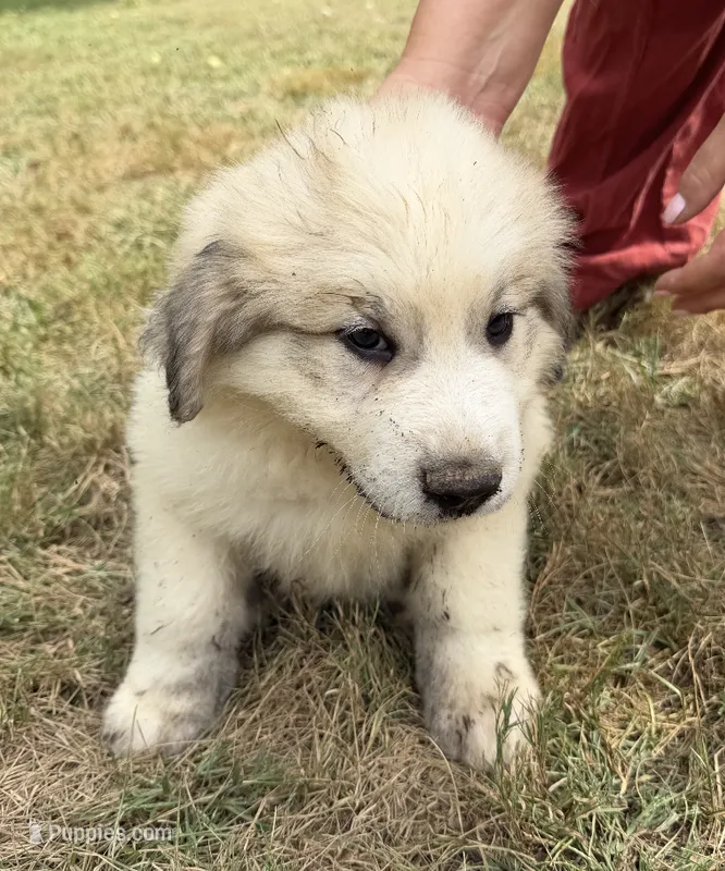 Blue boy – Anatolian Shepherd Dog, Great Pyrenees puppy for sale in Blacksburg, VA