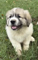 Purple Boy, a male Anatolian Shepherd Dog and Great Pyrenees for sale in Blacksburg, VA – 5 of 6
