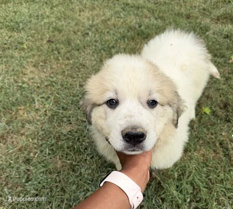 Black Boy – Anatolian Shepherd Dog, Great Pyrenees puppy for sale in Blacksburg, VA