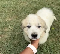Black Boy, a male Anatolian Shepherd Dog and Great Pyrenees for sale in Blacksburg, VA – 1 of 4