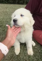Orange girl, a female Anatolian Shepherd Dog and Great Pyrenees for sale in Blacksburg, VA – 3 of 3