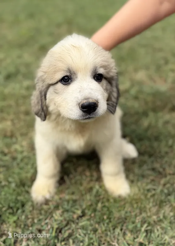Brown girl  – Anatolian Shepherd Dog, Great Pyrenees puppy for sale in Blacksburg, VA