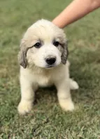 Brown girl , a female Anatolian Shepherd Dog and Great Pyrenees for sale in Blacksburg, VA – 1 of 5