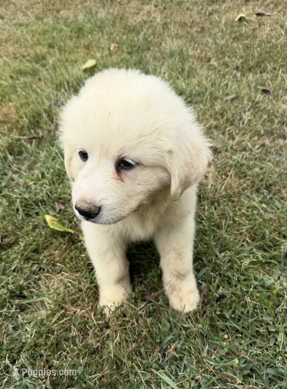 Red girl – Anatolian Shepherd Dog, Great Pyrenees puppy for sale in Blacksburg, VA