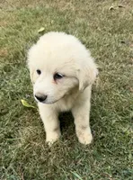 Red girl, a female Anatolian Shepherd Dog and Great Pyrenees for sale in Blacksburg, VA – 1 of 4