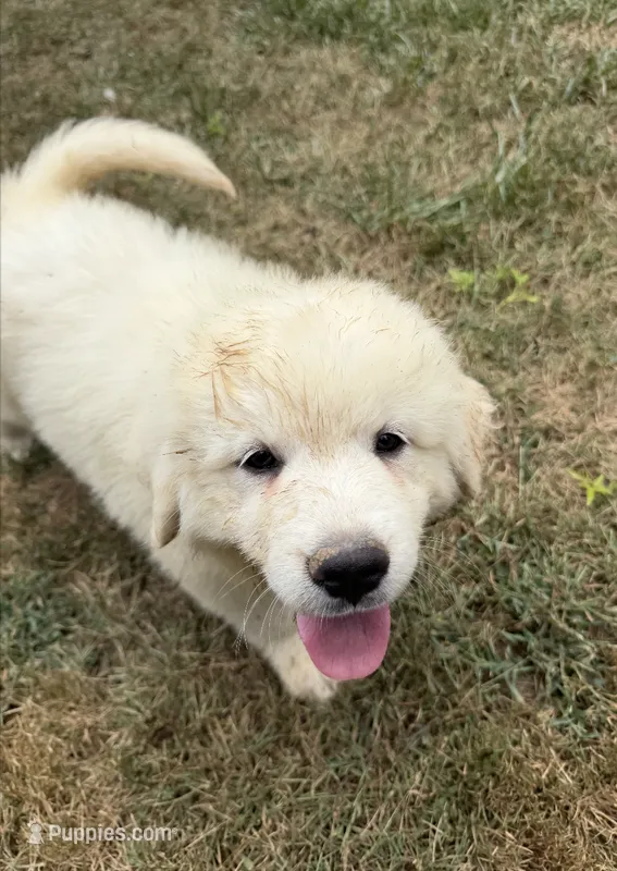 Grey Boy  – Anatolian Shepherd Dog, Great Pyrenees puppy for sale in Blacksburg, VA