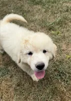 Grey Boy , a male Anatolian Shepherd Dog and Great Pyrenees for sale in Blacksburg, VA – 1 of 3