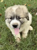 Purple Boy, a male Anatolian Shepherd Dog and Great Pyrenees for sale in Blacksburg, VA – 4 of 6