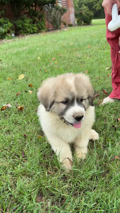 Purple Boy, a male Anatolian Shepherd Dog and Great Pyrenees for sale in Blacksburg, VA – 6 of 6