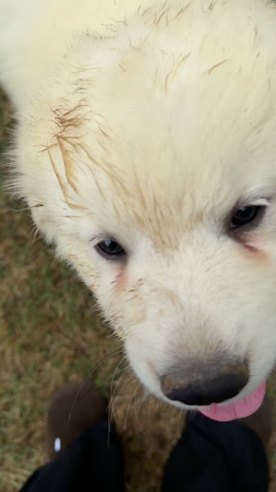 Grey Boy , a male Anatolian Shepherd Dog and Great Pyrenees for sale in Blacksburg, VA – 2 of 3