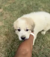 Black Boy, a male Anatolian Shepherd Dog and Great Pyrenees for sale in Blacksburg, VA – 2 of 4