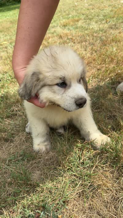 Blue boy, a male Anatolian Shepherd Dog and Great Pyrenees for sale in Blacksburg, VA – 3 of 3