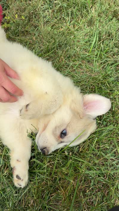 Pink Girl , a female Anatolian Shepherd Dog and Great Pyrenees for sale in Blacksburg, VA – 3 of 4