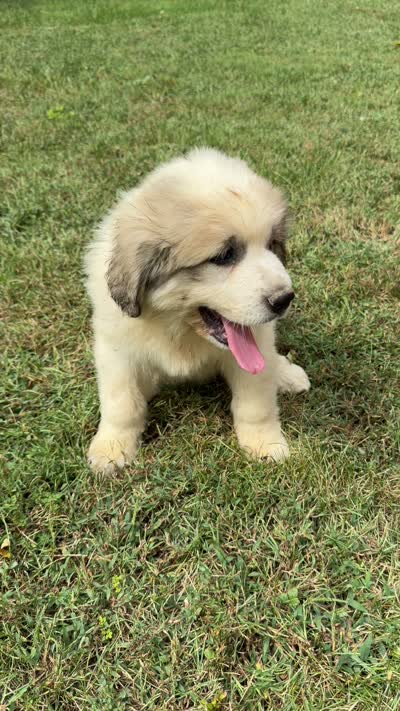Brown girl , a female Anatolian Shepherd Dog and Great Pyrenees for sale in Blacksburg, VA – 5 of 5