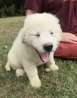 Orange girl, a female Anatolian Shepherd Dog and Great Pyrenees for sale in Blacksburg, VA – 2 of 3