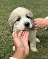 Brown girl , a female Anatolian Shepherd Dog and Great Pyrenees for sale in Blacksburg, VA – 4 of 5