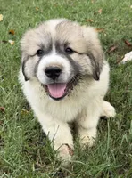 Purple Boy, a male Anatolian Shepherd Dog and Great Pyrenees for sale in Blacksburg, VA – 2 of 6