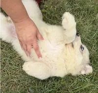 Pink Girl , a female Anatolian Shepherd Dog and Great Pyrenees for sale in Blacksburg, VA – 4 of 4