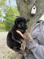 Ranger , a male German Shepherd Dog for sale in Fort Wayne, IN – 3 of 8