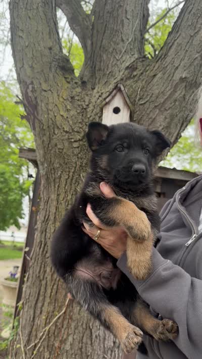 Major, a male German Shepherd Dog for sale in Fort Wayne, IN – 4 of 8