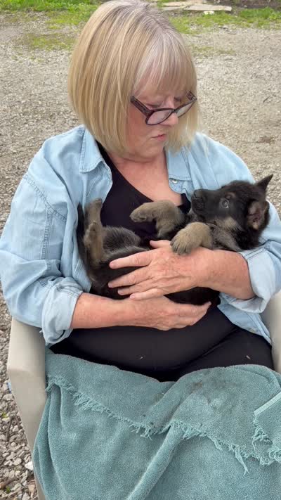 Spirit, a female German Shepherd Dog for sale in Fort Wayne, IN – 5 of 8
