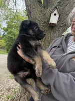 Gunner, a male German Shepherd Dog for sale in Fort Wayne, IN – 3 of 9