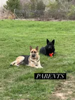 Major, a male German Shepherd Dog for sale in Fort Wayne, IN – 8 of 8
