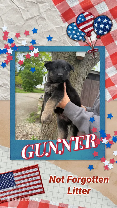 Gunner – German Shepherd Dog puppy for sale in Fort Wayne, IN