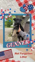 Gunner, a male German Shepherd Dog for sale in Fort Wayne, IN – 1 of 9