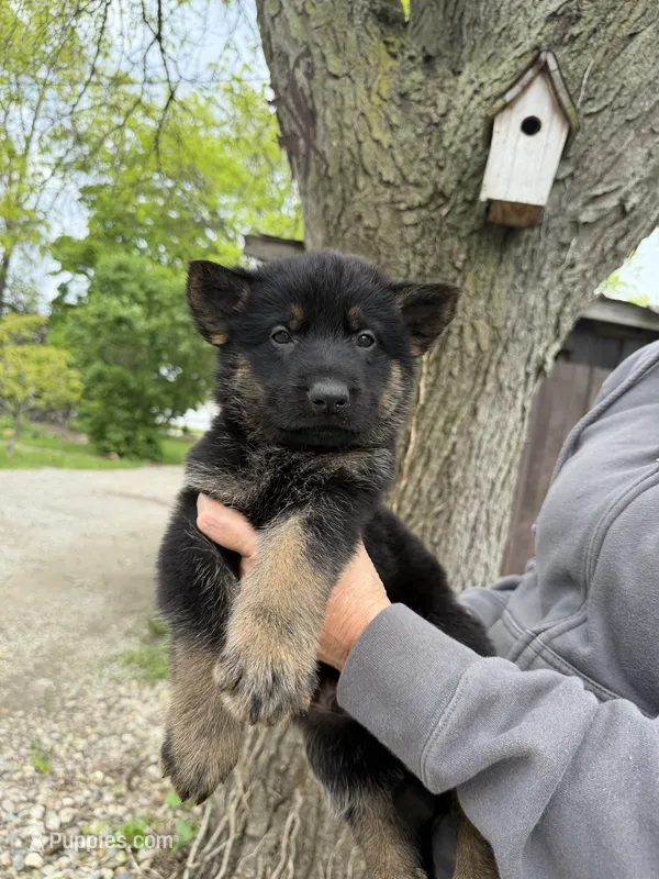 Ranger  – German Shepherd Dog puppy for sale in Fort Wayne, IN