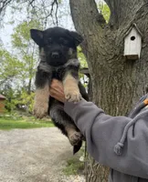 Liberty, a female German Shepherd Dog for sale in Fort Wayne, IN – 2 of 8