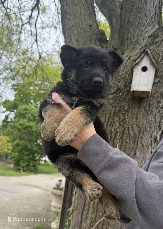 Major – German Shepherd Dog puppy for sale in Fort Wayne, IN