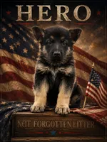 Hero, a male German Shepherd Dog for sale in Fort Wayne, IN – 1 of 10