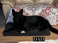 Glory, a female German Shepherd Dog for sale in Fort Wayne, IN – 5 of 9