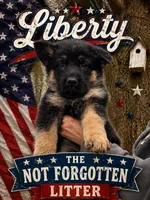 Liberty, a female German Shepherd Dog for sale in Fort Wayne, IN – 1 of 8
