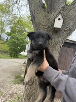 Gunner, a male German Shepherd Dog for sale in Fort Wayne, IN – 2 of 9