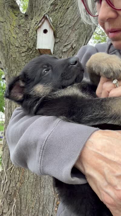 Gunner, a male German Shepherd Dog for sale in Fort Wayne, IN – 5 of 9