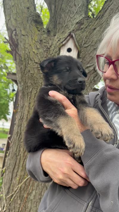 Gunner, a male German Shepherd Dog for sale in Fort Wayne, IN – 7 of 9