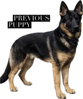 Glory, a female German Shepherd Dog for sale in Fort Wayne, IN – 3 of 9