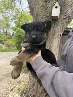 Glory, a female German Shepherd Dog for sale in Fort Wayne, IN – 2 of 9