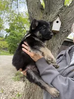 Hero, a male German Shepherd Dog for sale in Fort Wayne, IN – 10 of 10