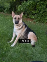 Glory, a female German Shepherd Dog for sale in Fort Wayne, IN – 6 of 9