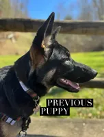 Major, a male German Shepherd Dog for sale in Fort Wayne, IN – 5 of 8