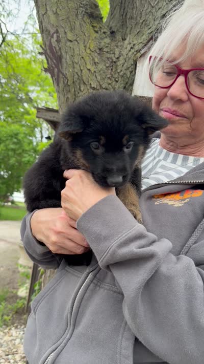 Ranger , a male German Shepherd Dog for sale in Fort Wayne, IN – 5 of 8